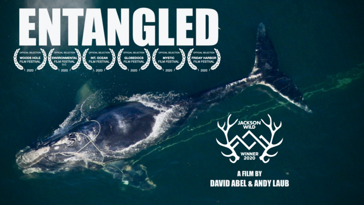 Bird's eye view of a whale cutting through water with text: Entangled.