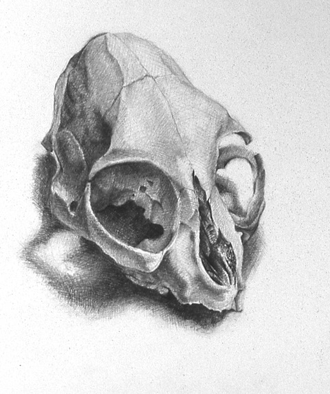 A pencil sketch of an animal skull.
