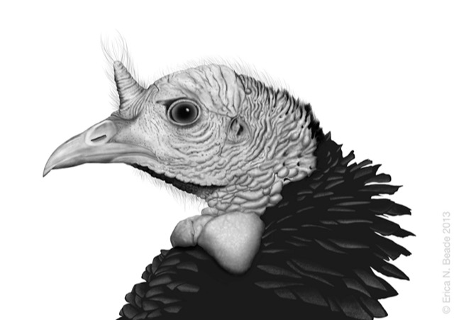 A pencil sketch of a vulture's head.