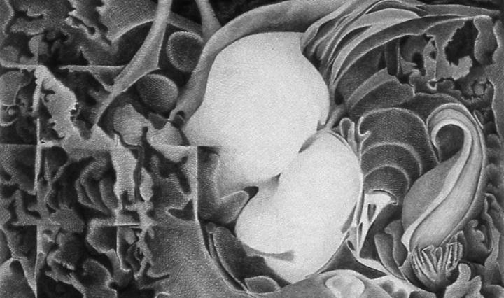 Abstract drawing with floral flourishes.