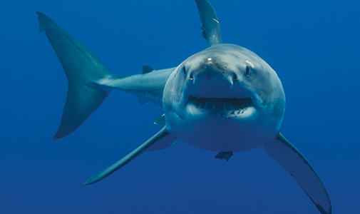 Living with White Sharks Lecture Image with Gregory Skomal