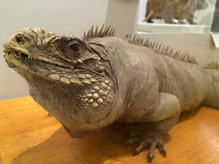 Close up of a lizard.