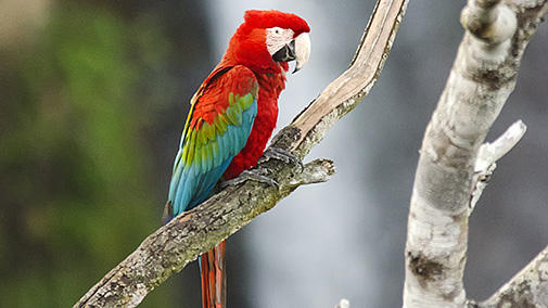 macawpantanal.jpg