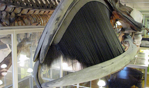 Image of part of a whale's skeleton for Marine Mammal Day