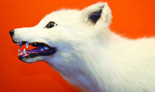 Photo of Arctic Fox by Christopher Hoodlet