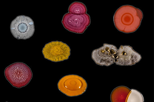 Microbes Mini-Festival