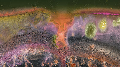 Microbial Life Winogradsky Scott Chimileski
