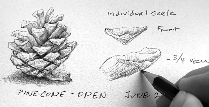 Black and white drawing of a pinecone.