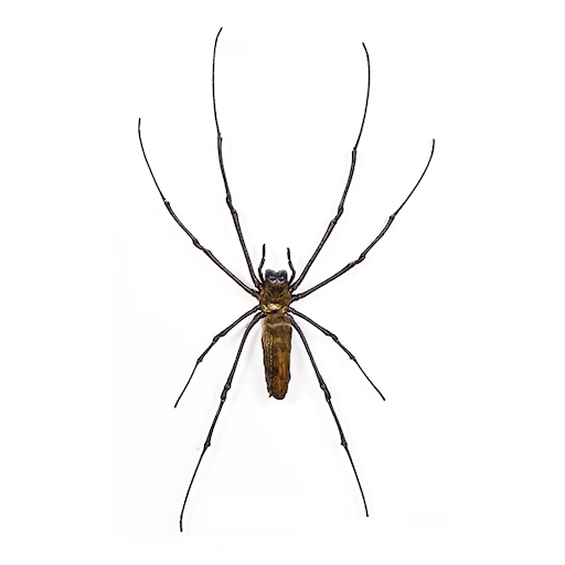 A pinned and preserved Orb Weaver.