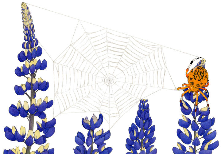 Mixed media sketch of a spiderweb clinging to plants.
