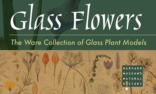 patronmemberglassflowerspreview.jpg