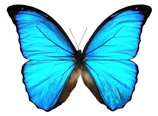 Blue Morpho Butterfly