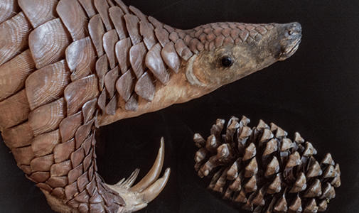 Image of the Pangolin for the Crossing Over lecture with Rosamond Purcell