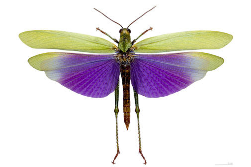 Purple Grasshopper.