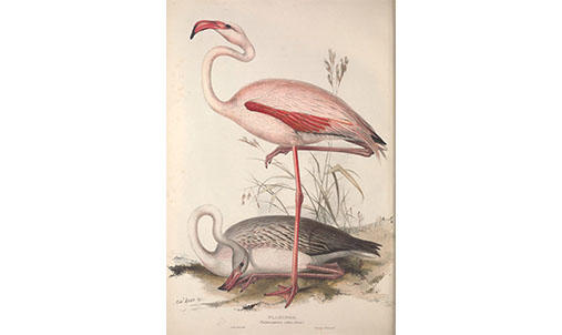 Two flamingos, one lying down one standing on one leg.