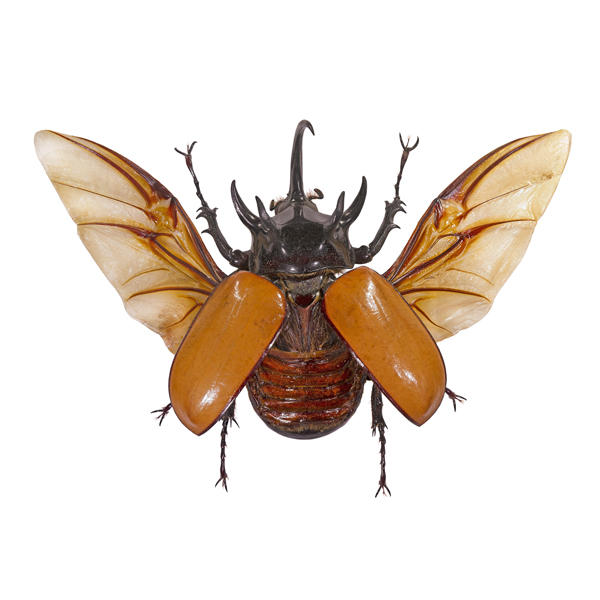 A pinned and preserved Five-Horned Rhino Beetle.