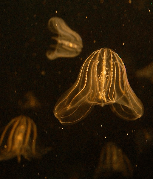 Sea walnut (Mnemiopsis leidyi) at the New England Aquarium, Boston MA.