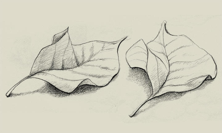 Sketch of two leaves in pencil