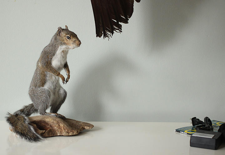 Taxidermy Squirrel