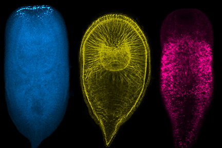 Three, three-banded panther worms, a marine invertebrate species.Three, three-banded panther worms, a marine invertebrate species.