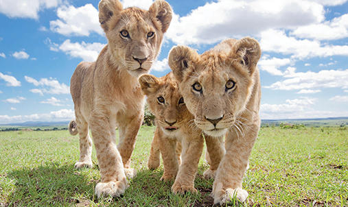 Three lion cubs looking at the camera.