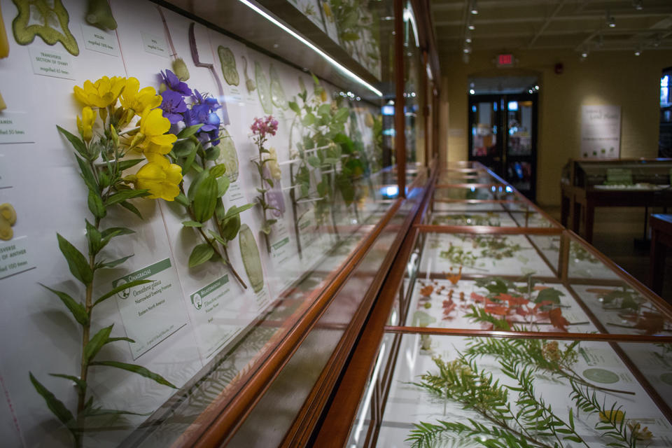A photograph of the glass flowers exhibit.