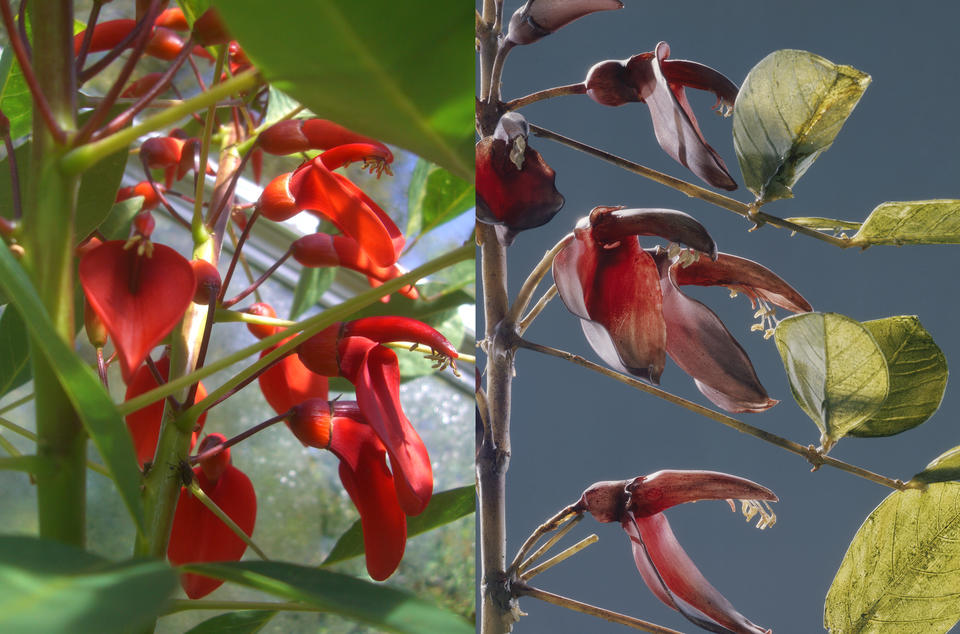 A comparison of Cockspur Coral Tree, Erythrina crista-galli, with a glass model.