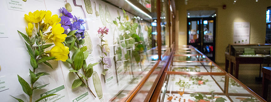 Glass Flowers Gallery Image