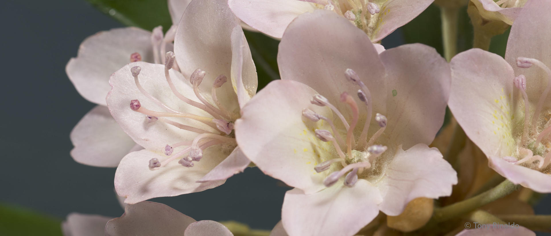 glass model of blooming rhododendron.