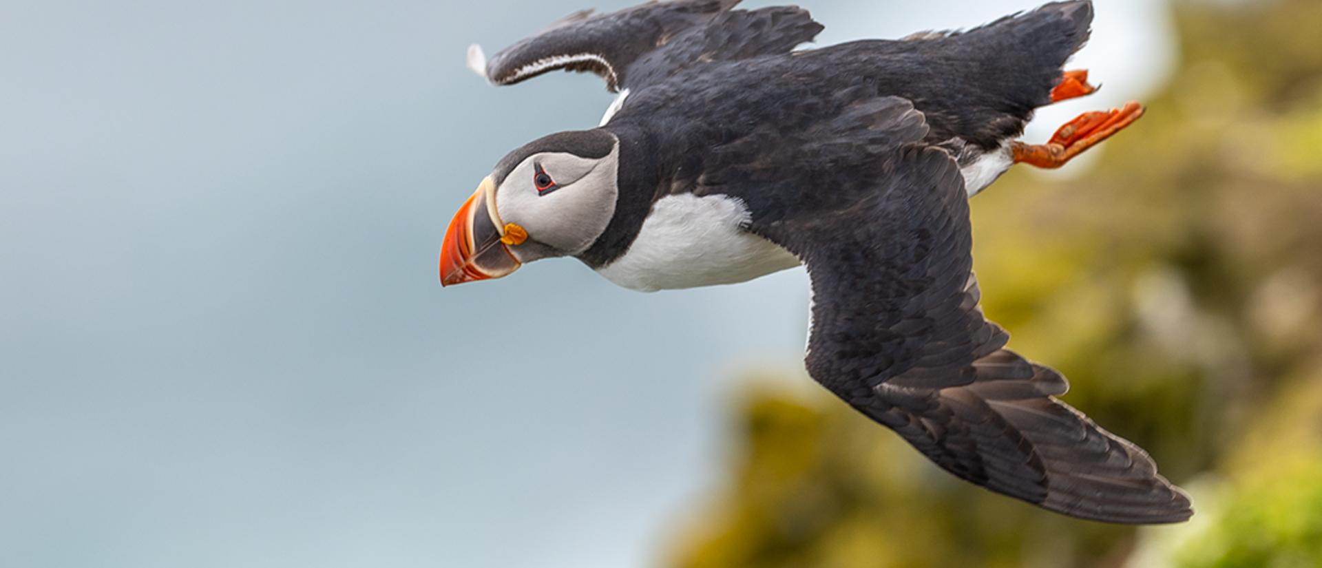 Puffin flying over water and grass