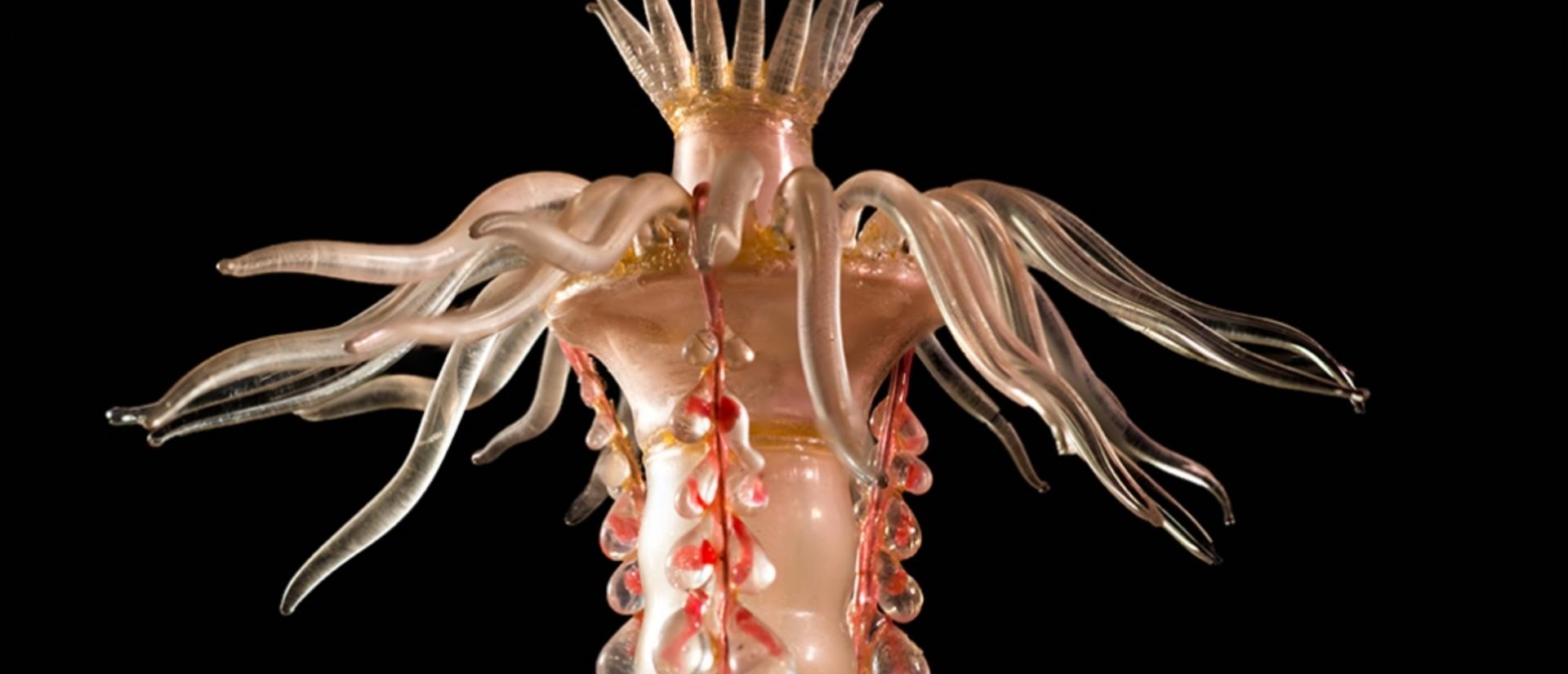 _mcz_sc119-hrm_4679-hydroidmed.small_.jpg