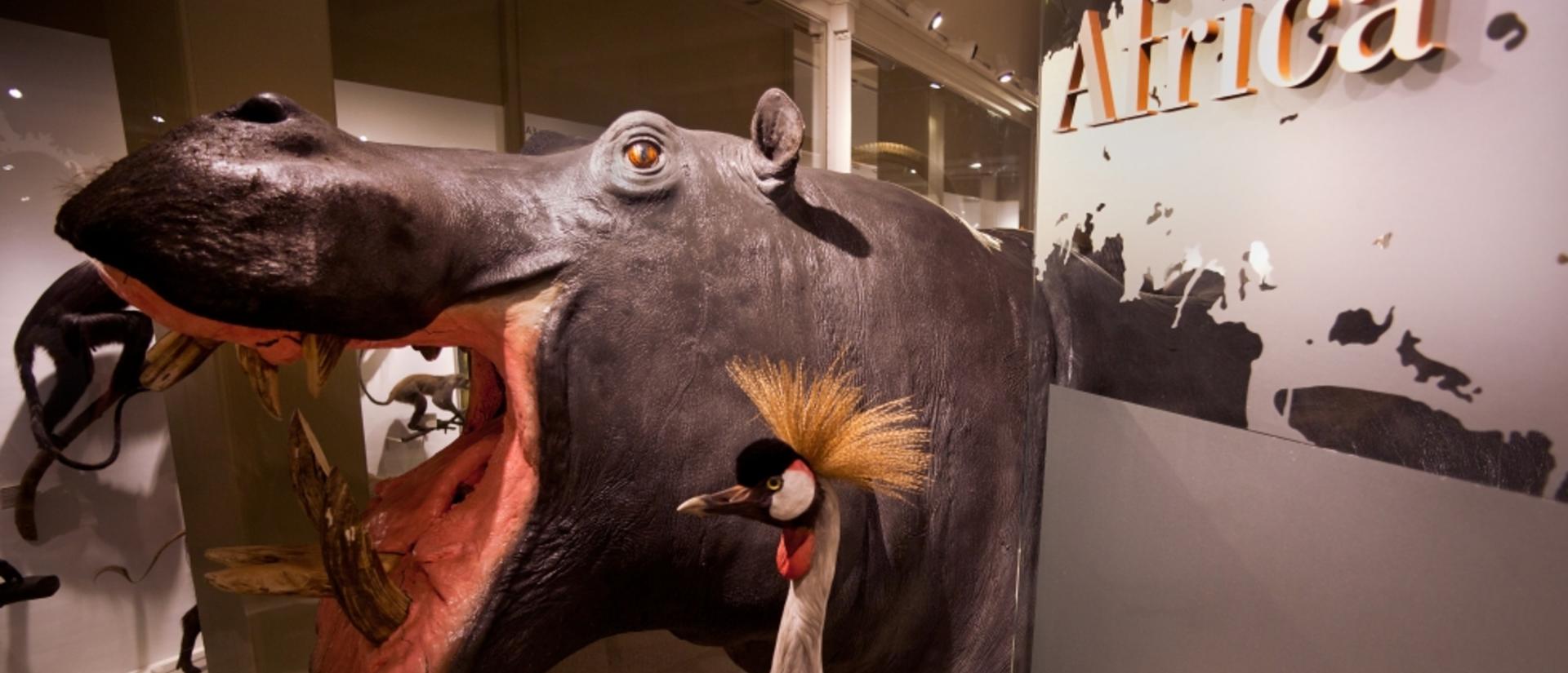 africahippo_hmnh-africapatrickrogers-0005.jpg