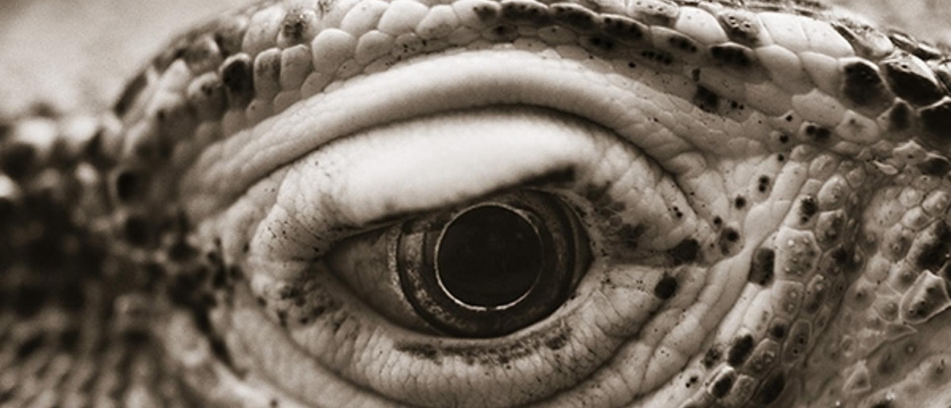 horenstein_komodo.hmnh_.jpg