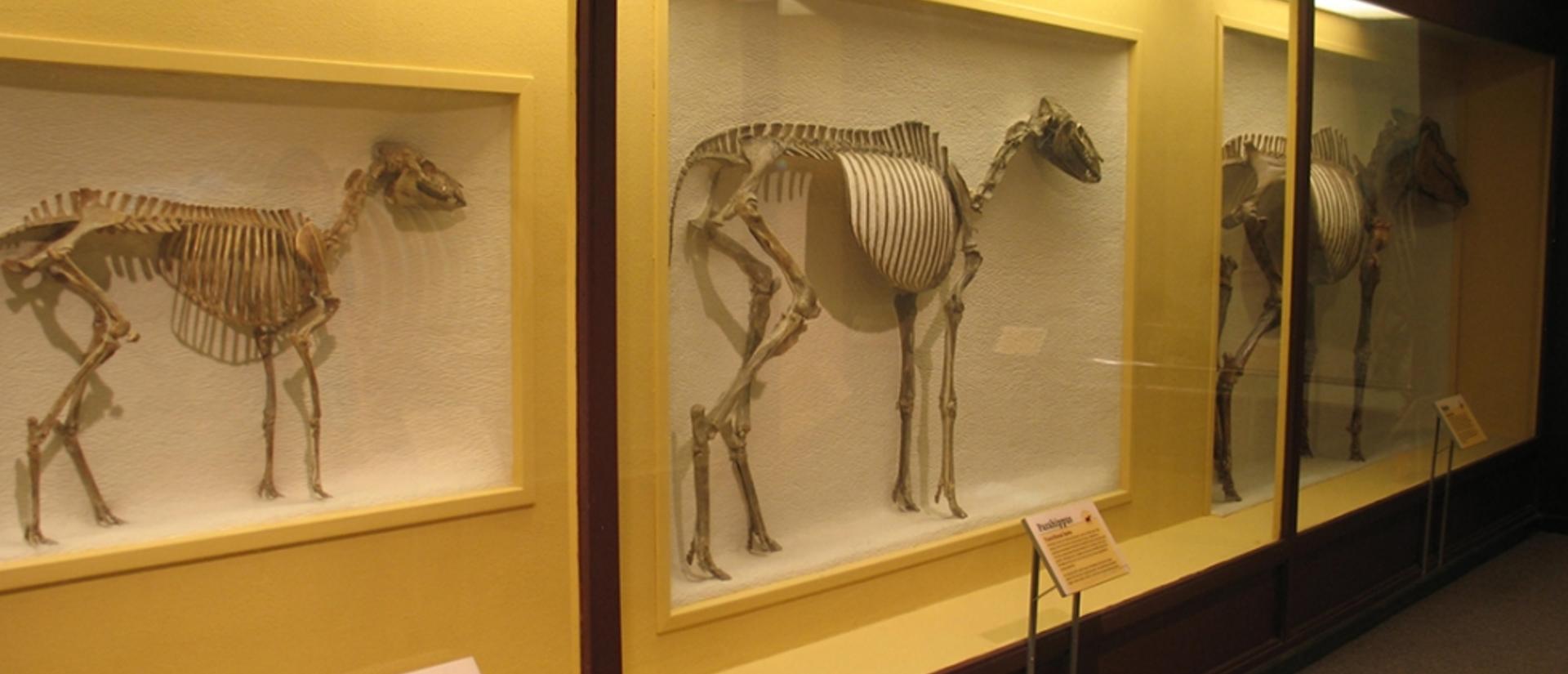 horse.evolution.jpg