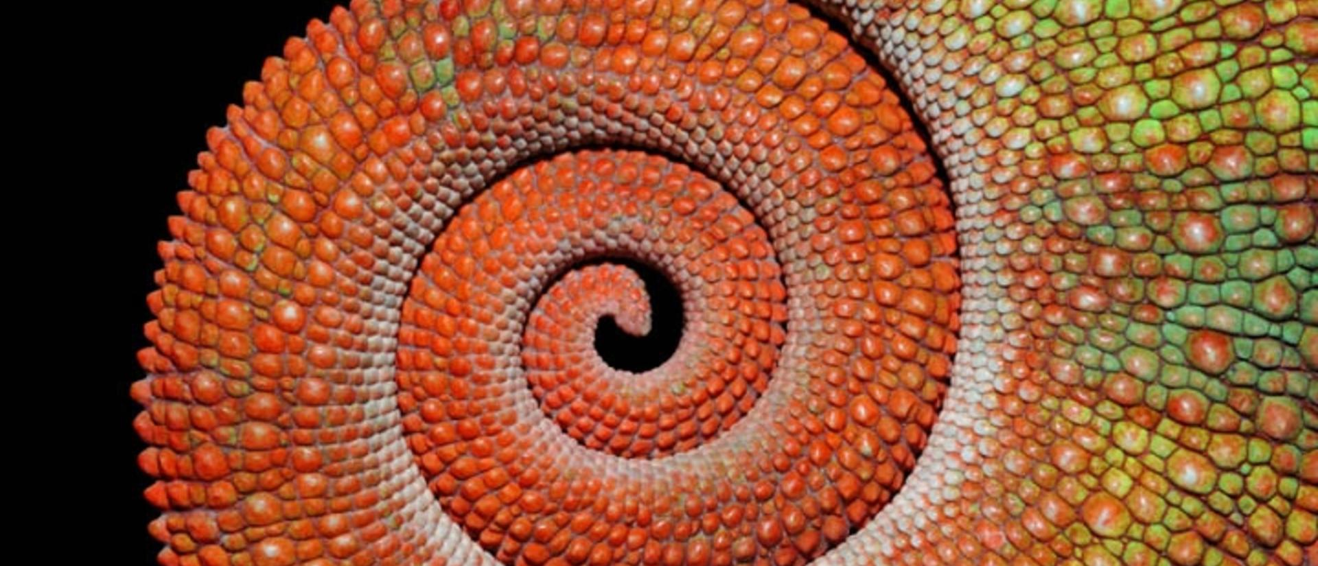languageofcolorchameleonpp.jpg