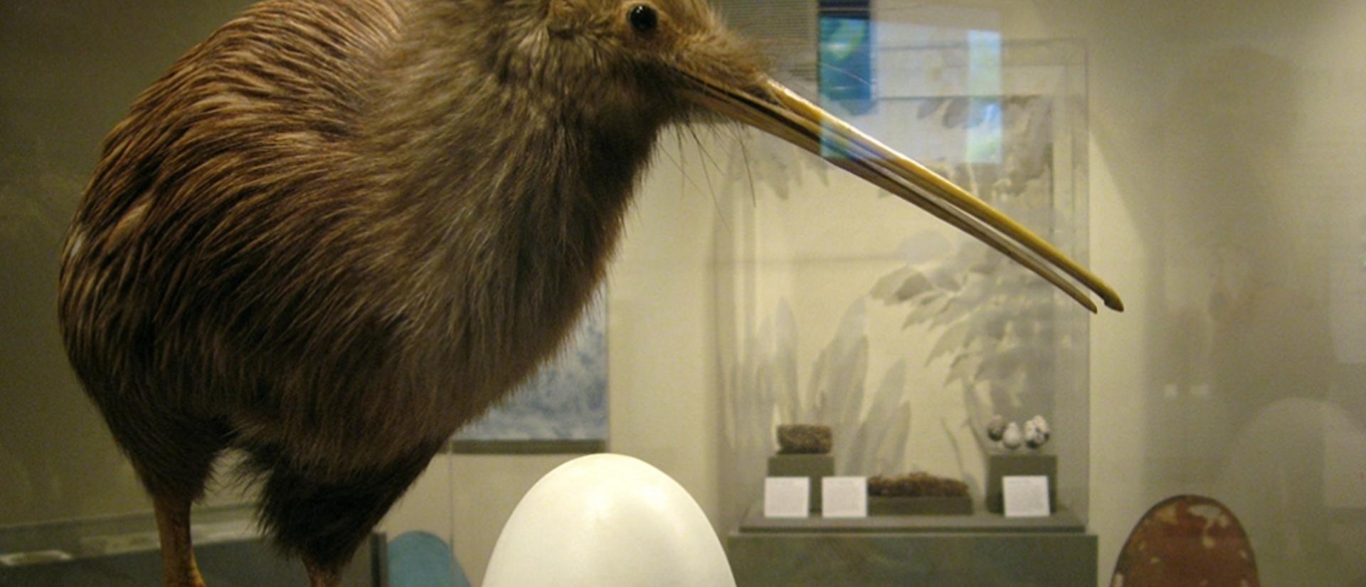 nestseggskiwibirdbyadamblanchette.small_.jpg