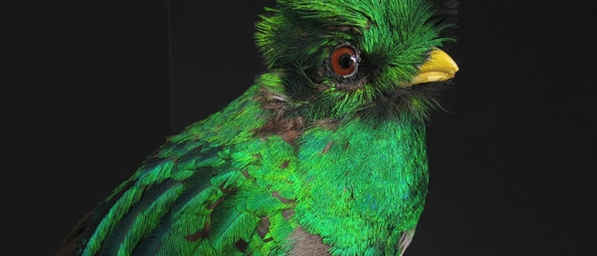 resplendentquetzal.slide_.jpg