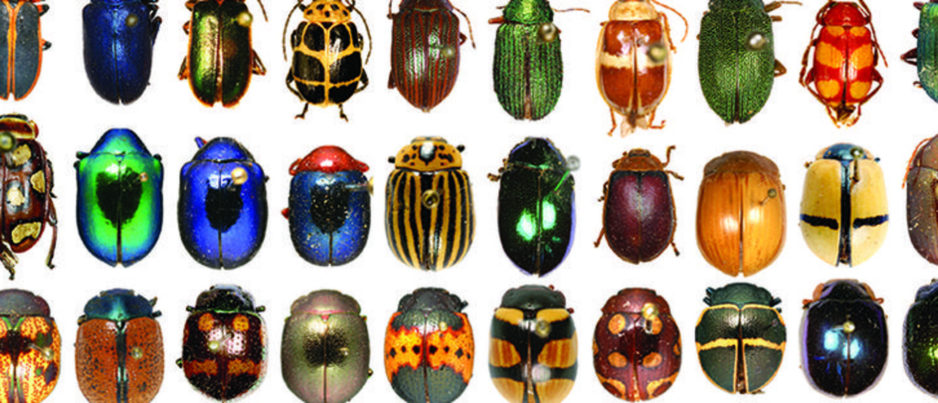 Rockefeller Beetles collection