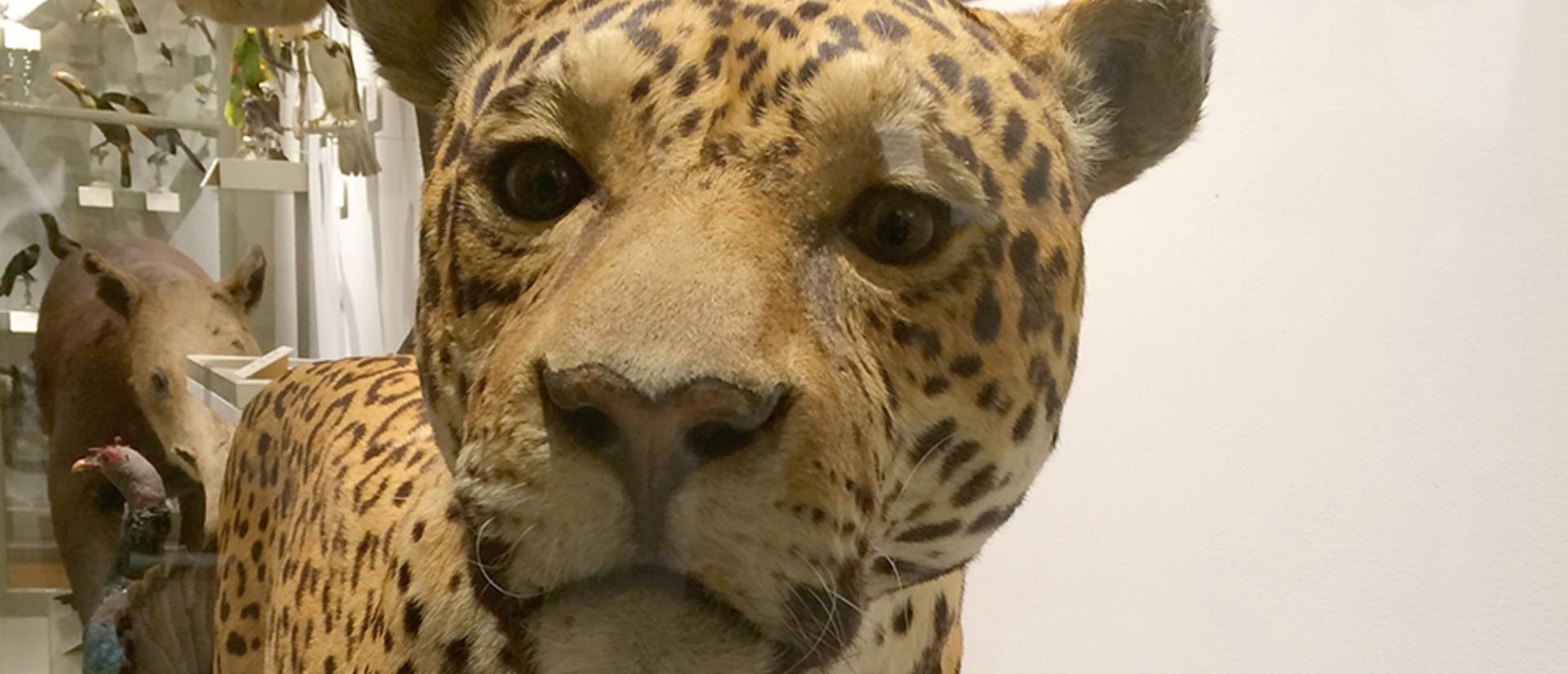 south_america_gallery_jaguar_exhibit_page_0.jpg
