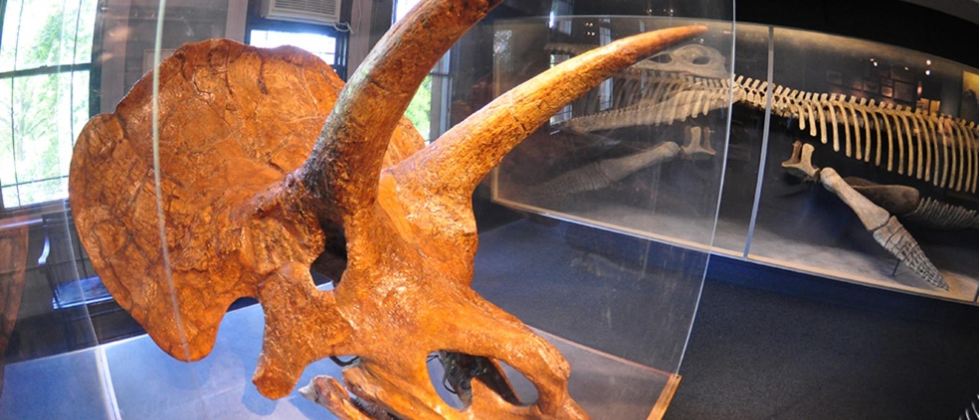 View of a Triceratops in a gallery case.