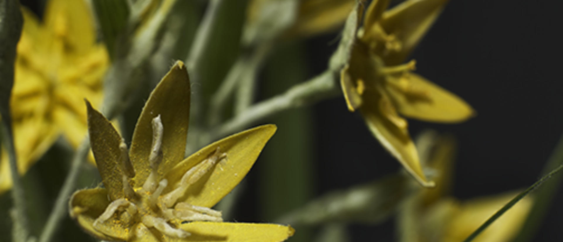 Close up of a glass yellow flower model.