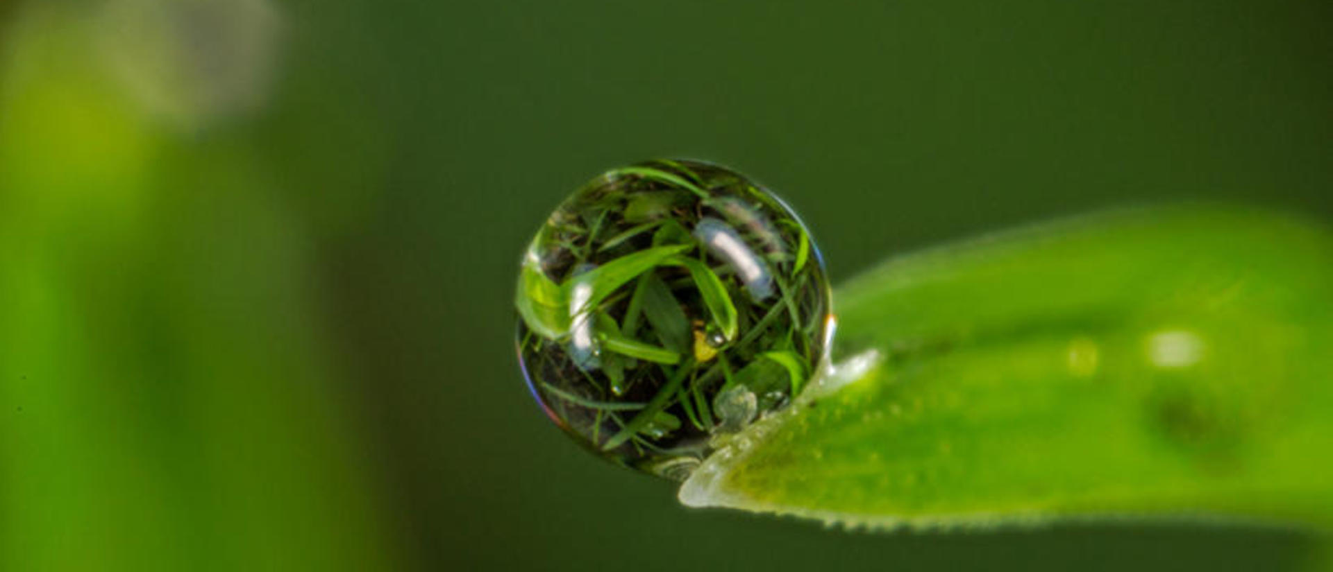 Image of water droplet on leaf