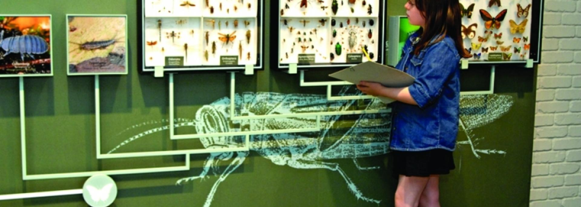 Child with a clipboard examining a display of beetles.