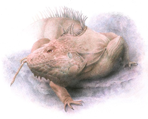 Sketch of a reptile