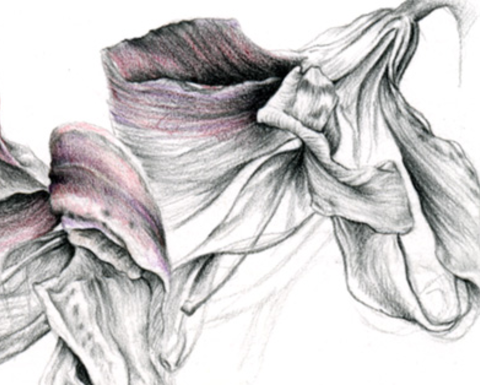pencil drawing of two blooms.