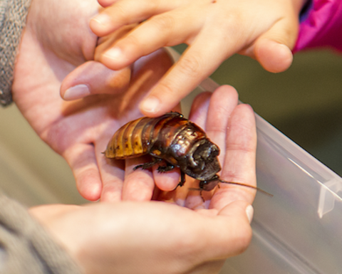 A child's hand petting a hissing cockroach.