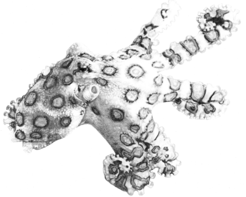 A monochromatic sketch of an octopus.