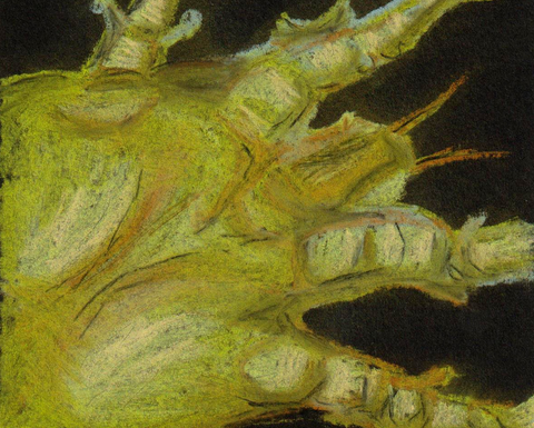 An illustration of a very small critter.