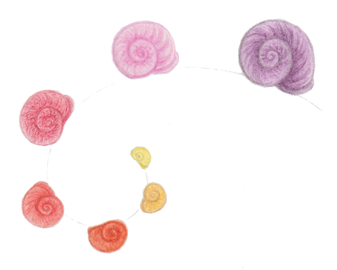 A color pencil illustration of sea shells in a spiral.