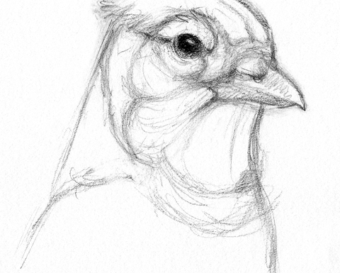 A sketch of a bird's head.
